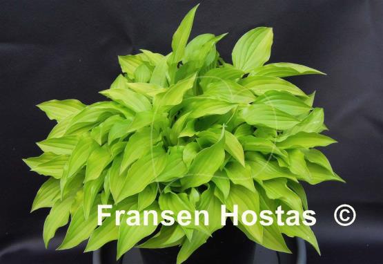 Hosta Lemon Lime